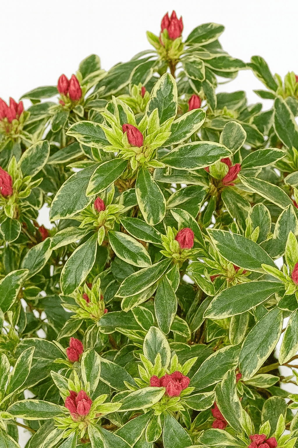 Rhododendron ‘Bollywood’ – Azalea rosa jaspeada – D19 x A30 cm - Verdeia - 2