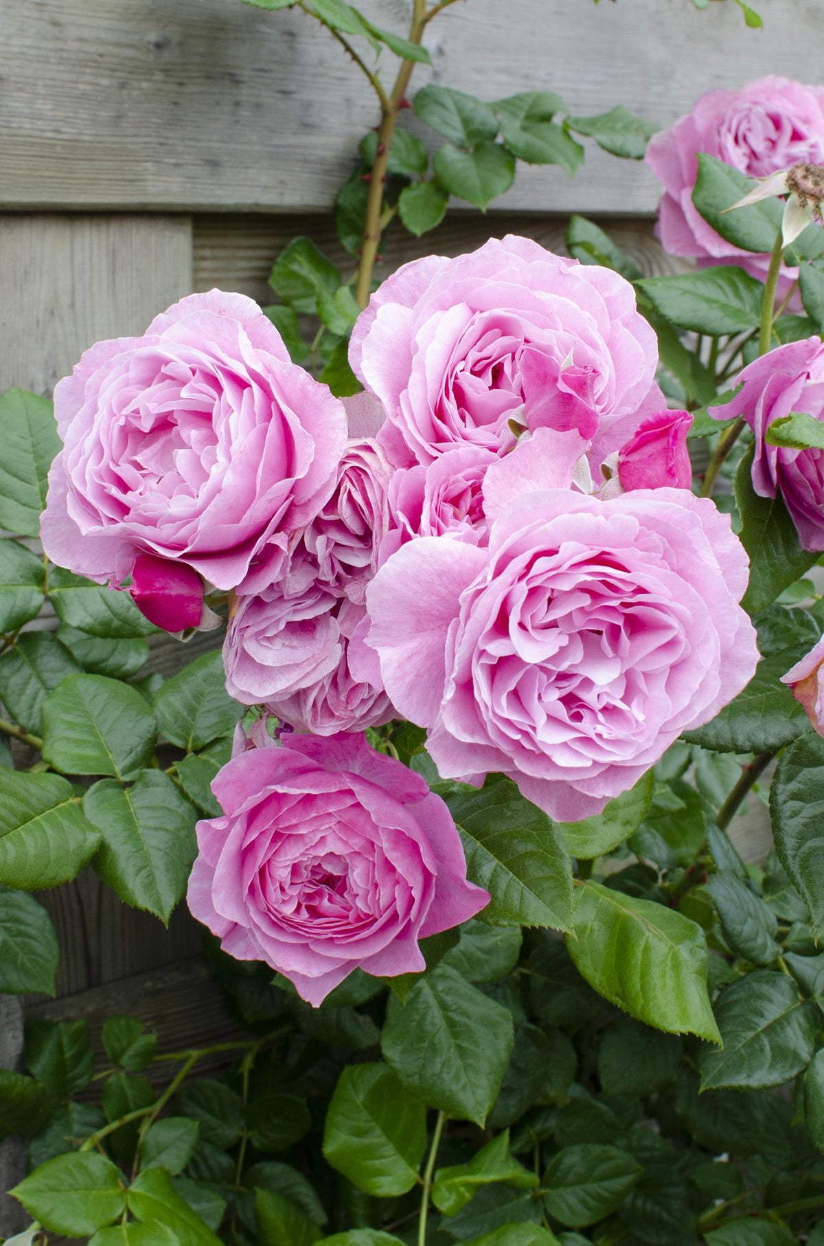 Rosa Crazy in love ‘Pink’ – Roseira trepadeira cor-de-rosa – D15 cm x H65 cm - Verdeia - 1