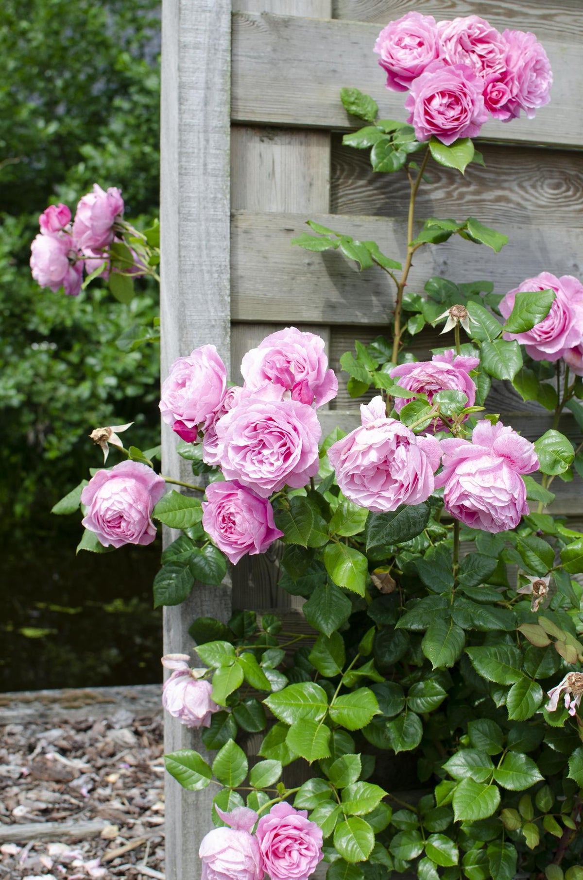 Rosa Crazy in love ‘Pink’ – Roseira trepadeira cor-de-rosa – D15 cm x H65 cm - Verdeia - 5