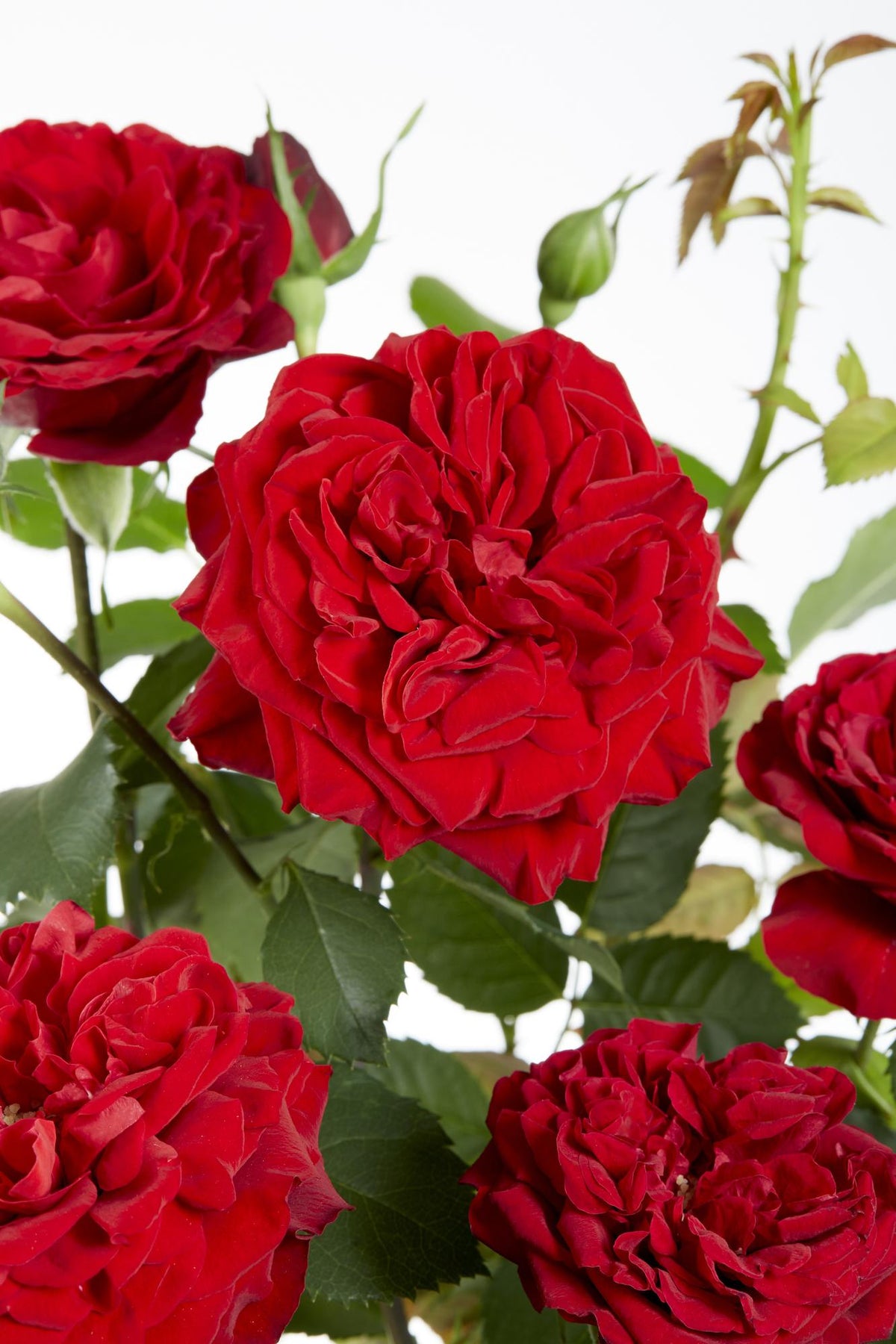 Róża Crazy in Love „Red” – czerwona róża pnąca – D15 cm × H65 cm – Verdeia – 1