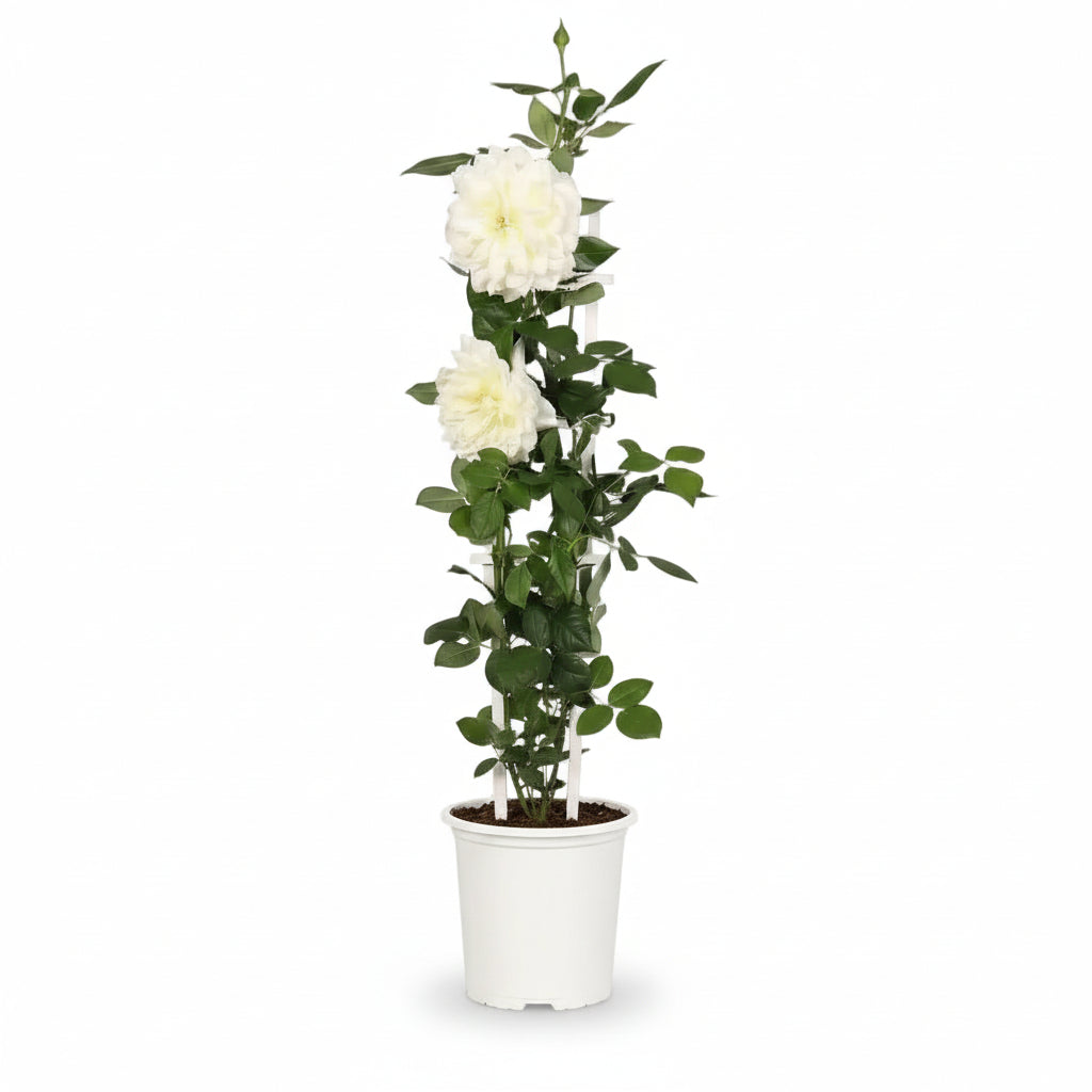 Rosa Crazy in Love ‘Vainilla’ – Rosal trepador crema – D15cm x A65cm - Verdeia - 2