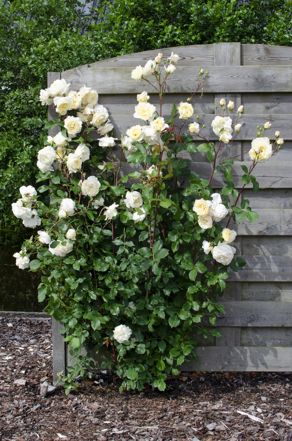 Rosa Crazy in Love ‘Vanilla’ – Rosal trepador crema – D15cm x H65cm - Verdeia - 5