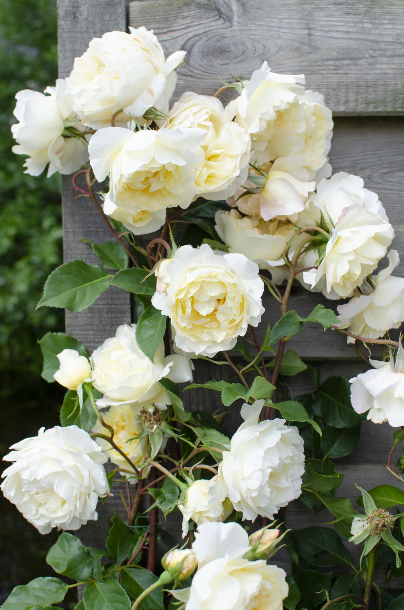Rosa Crazy in Love ‘Vanilla’ – Rosier grimpant crème – D15cm x H65cm - Verdeia