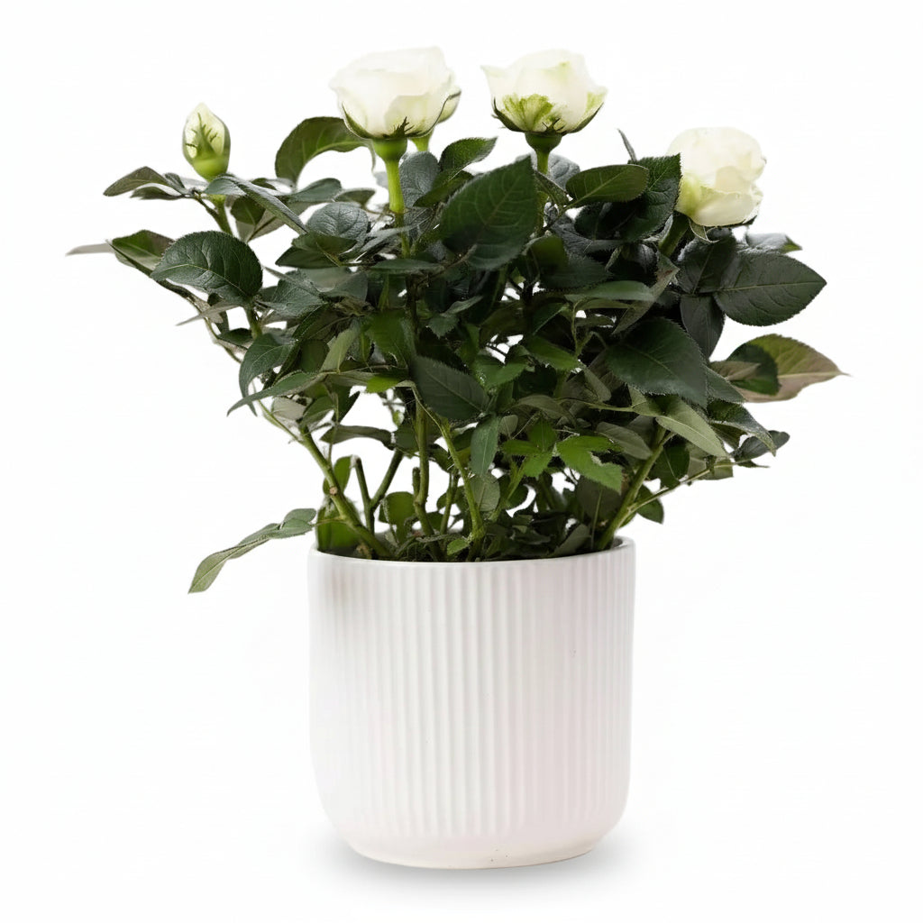 Rosal enano blanco — Ø12 x H30 cm — Listo para colocar — Cerámica blanca - Verdeia - 1