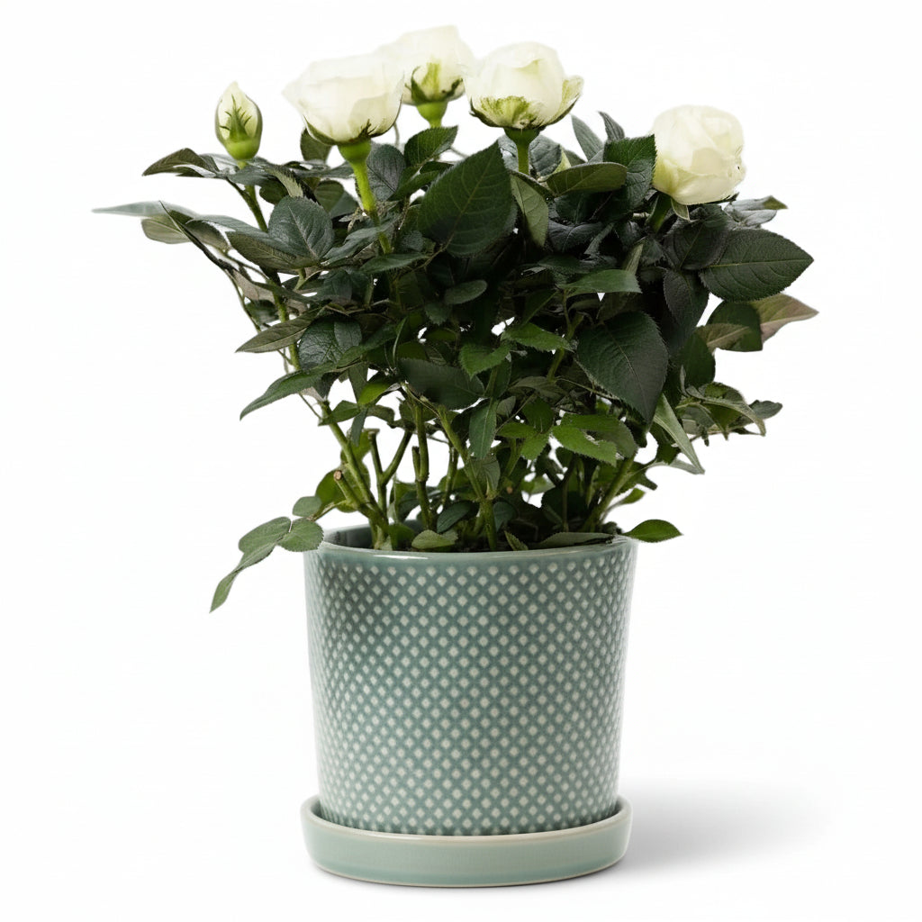 Rosal enano blanco — Ø12 x H30 cm — Listo para colocar — Cerámica verde - Verdeia - 1