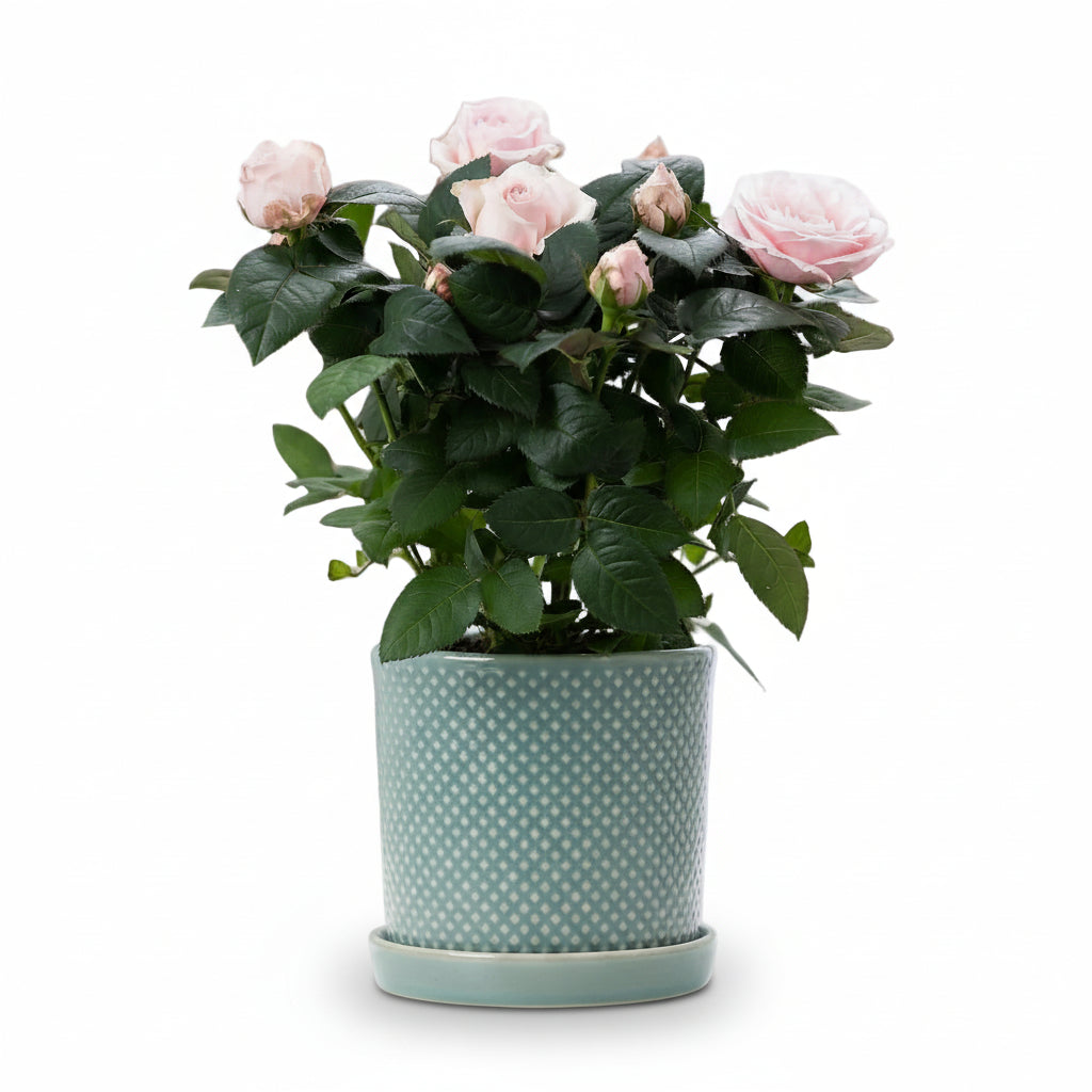 Rosal enano rosa pálido — Ø12 x H30 cm — Listo para colocar — Cerámica azul - Verdeia - 1