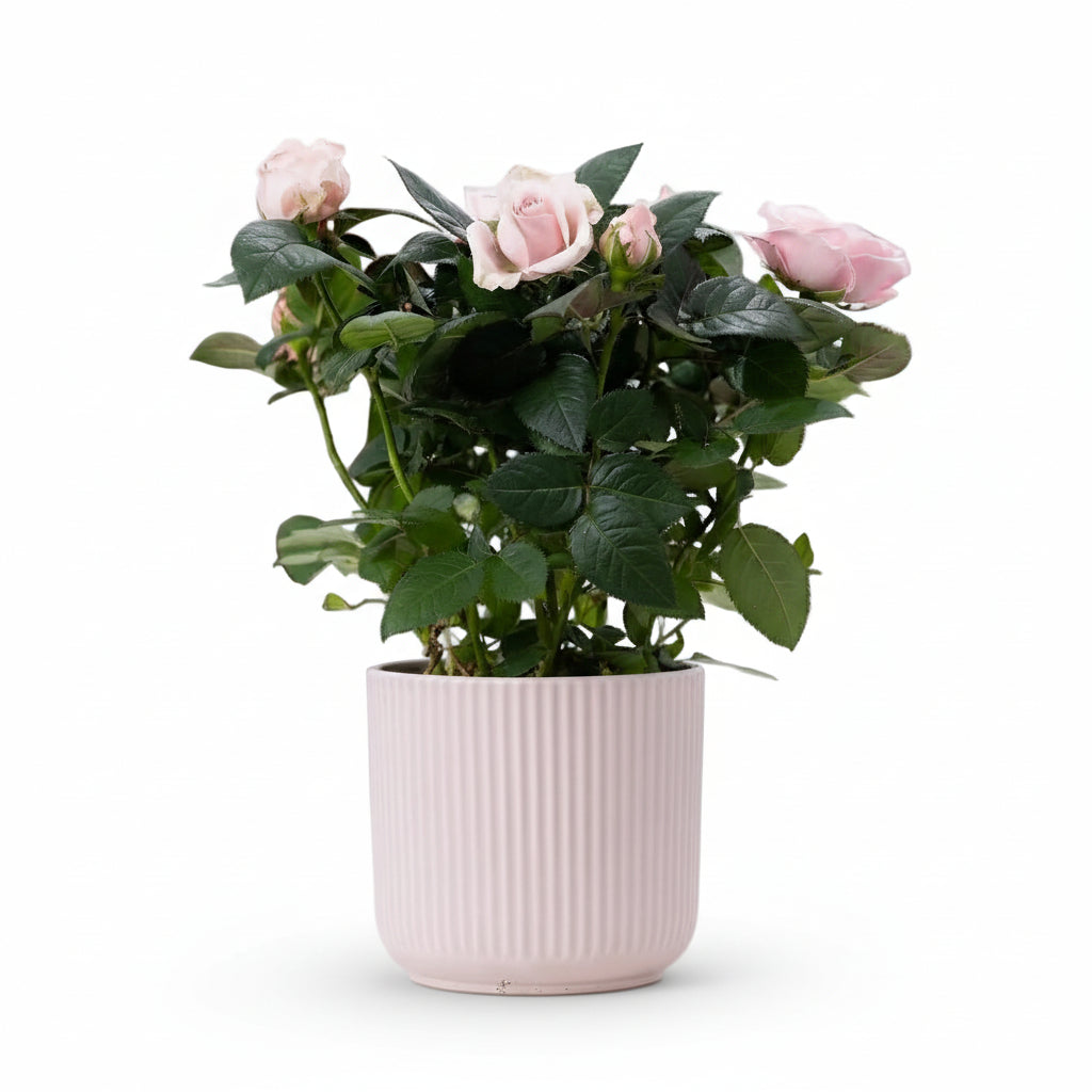 Rosal enano rosa pálido — Ø12 x H30 cm — Listo para colocar — Cerámica rosa - Verdeia - 1