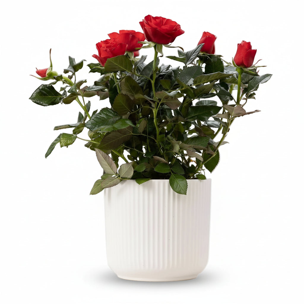 Rosal enano rojo — Ø12 x H30 cm — Listo para colocar — Cerámica blanca - Verdeia - 1