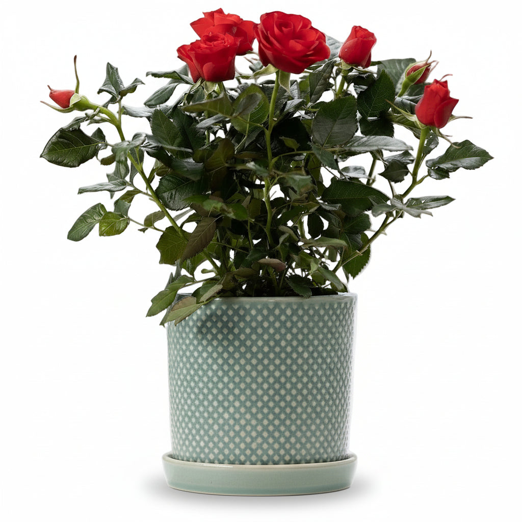 Rosal enano rojo — Ø12 x H30 cm — Listo para colocar — Cerámica verde - Verdeia - 1