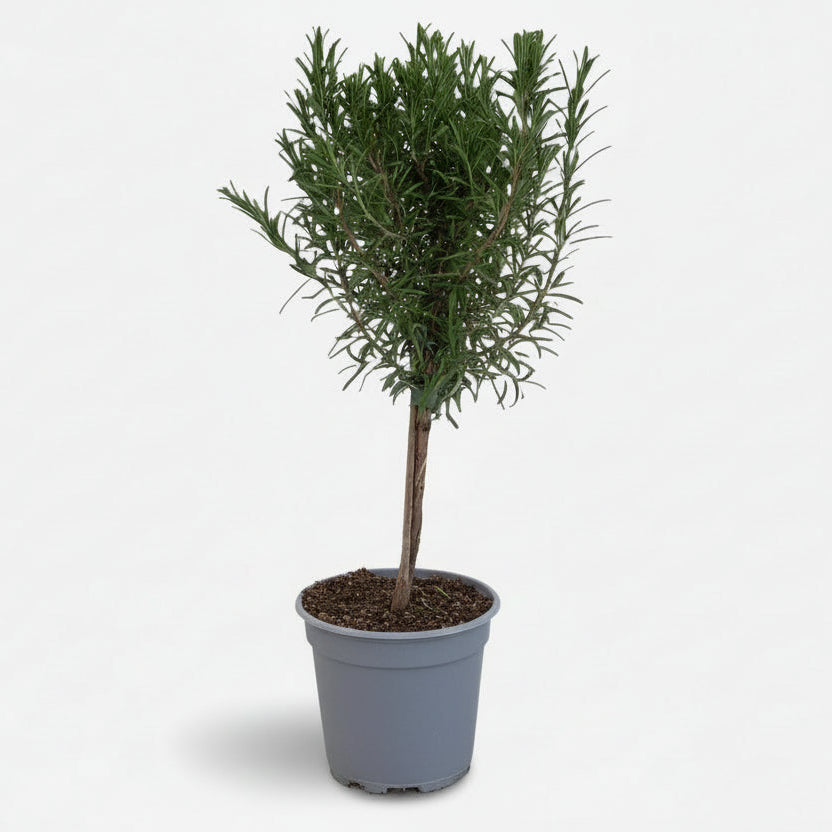 Rosmarinus officinalis — Romero en tallo — Ø14 cm — H45 cm - Verdeia - 1