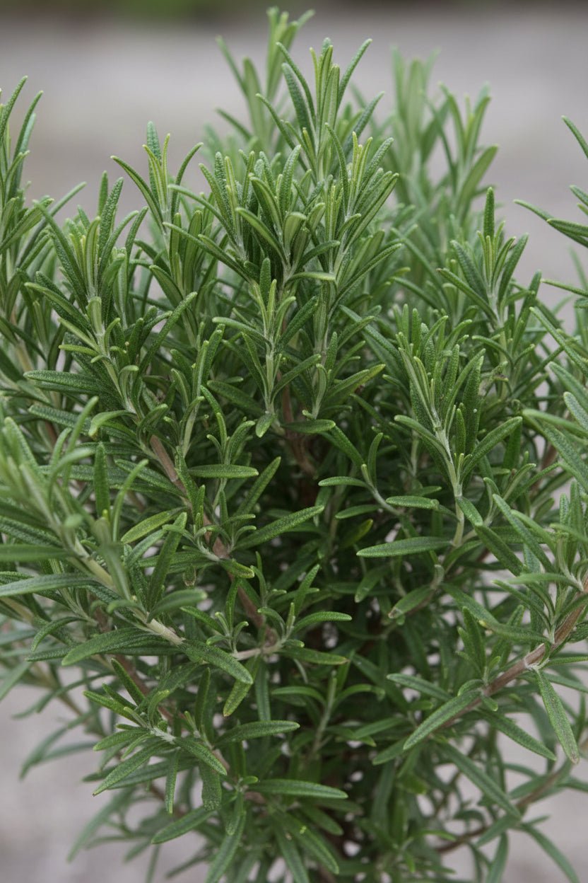 Primer pla de la fulla del Rosmarinus officinalis, romaní en forma d&