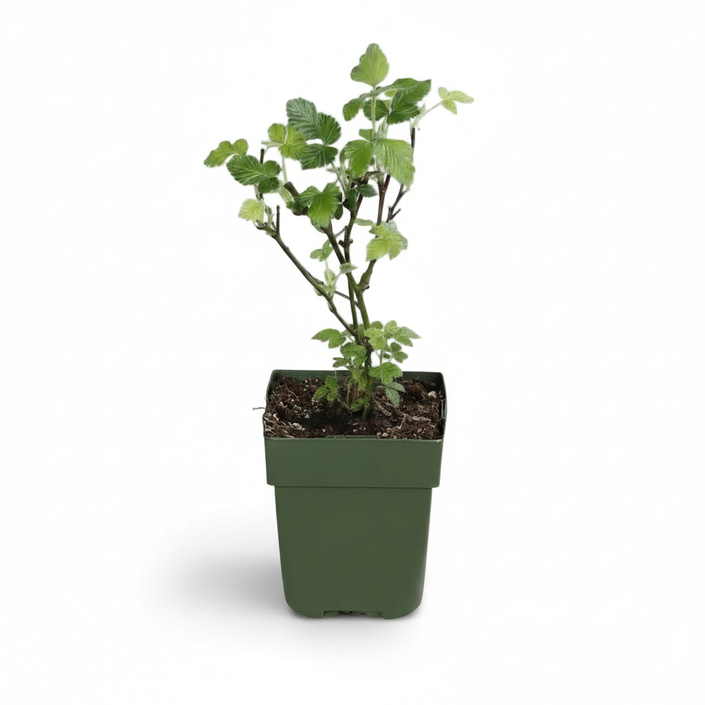Rubus fruticosus ‘Black Satin’ – Moral sin espinas ecológico – D13cm x A45cm - Verdeia - 2