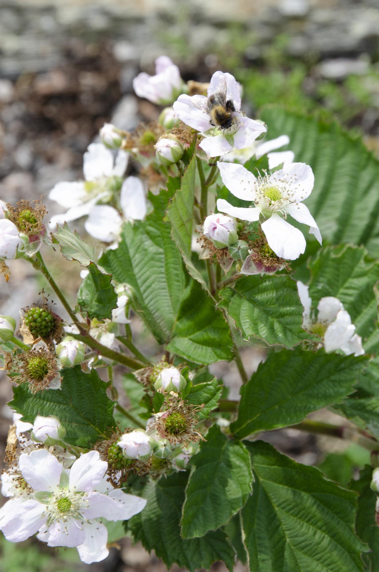Rubus fruticosus ‘Black Satin’ – Mûrier sans épines bio – D13cm x H45cm - Verdeia - 3