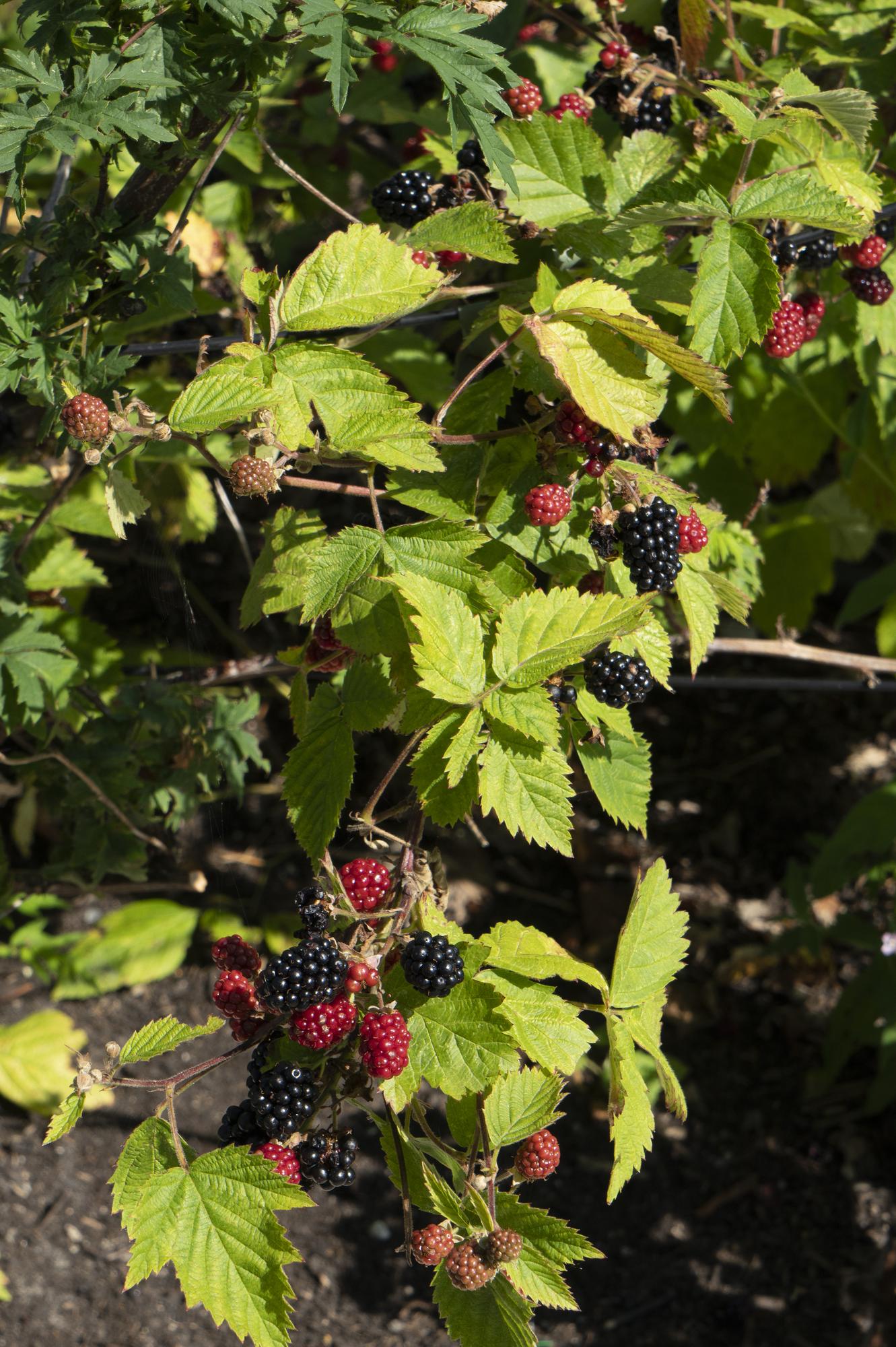 Rubus fruticosus ‘Black Satin’ – Mûrier sans épines bio – D13cm x H45cm - Verdeia - 4