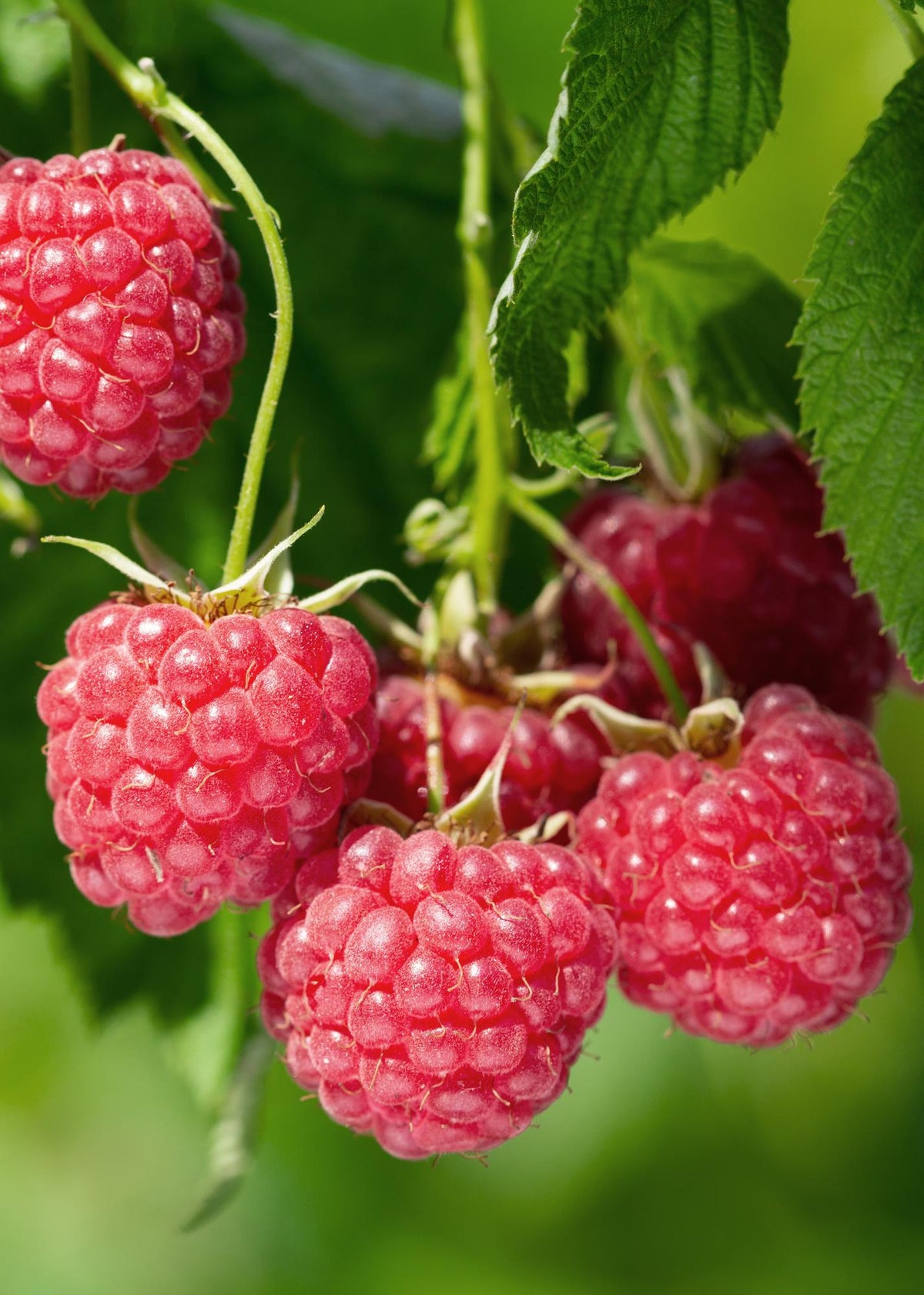 Rubus idaeus ‘Malling Promise’ – Framboeseiro biológico – D13cm x A45cm - Verdeia - 1