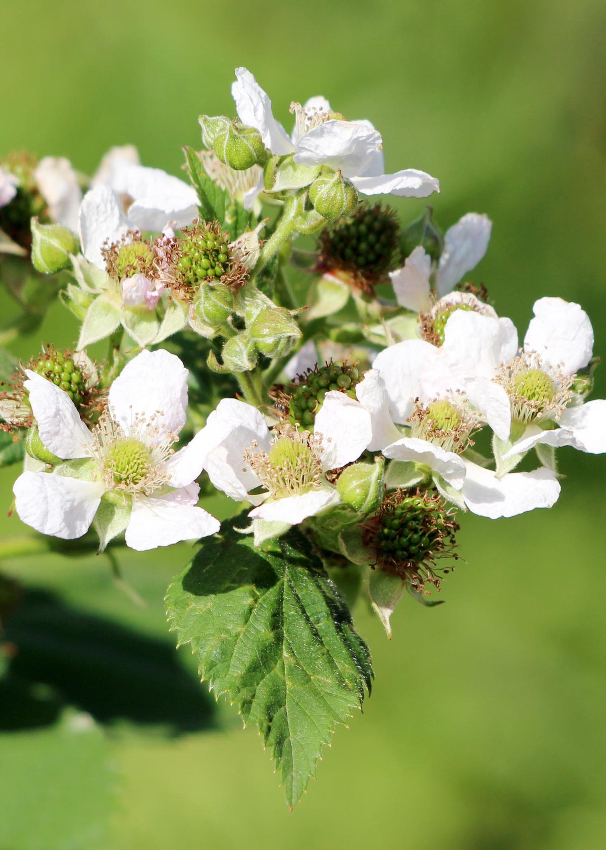 Rubus idaeus ‘Malling Promise’ – Framboeseira biológica – D13 cm x A45 cm - Verdeia - 3