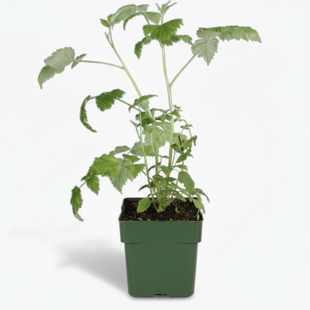 Rubus idaeus ‘Malling Promise’ – Framboisier bio – D13cm x H45cm - Verdeia