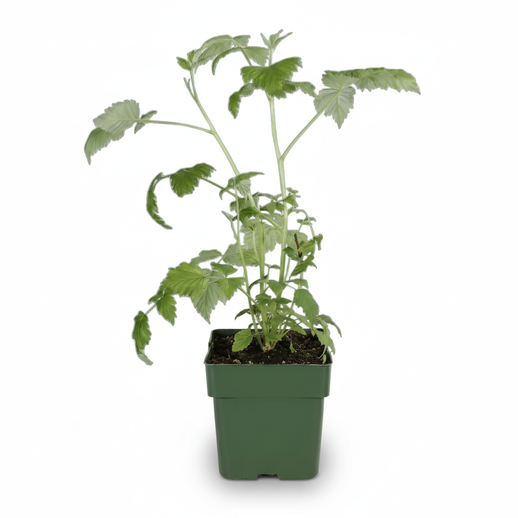 Rubus idaeus ‘Malling Promise’ – Frambueso ecológico – D13cm x A45cm - Verdeia - 2