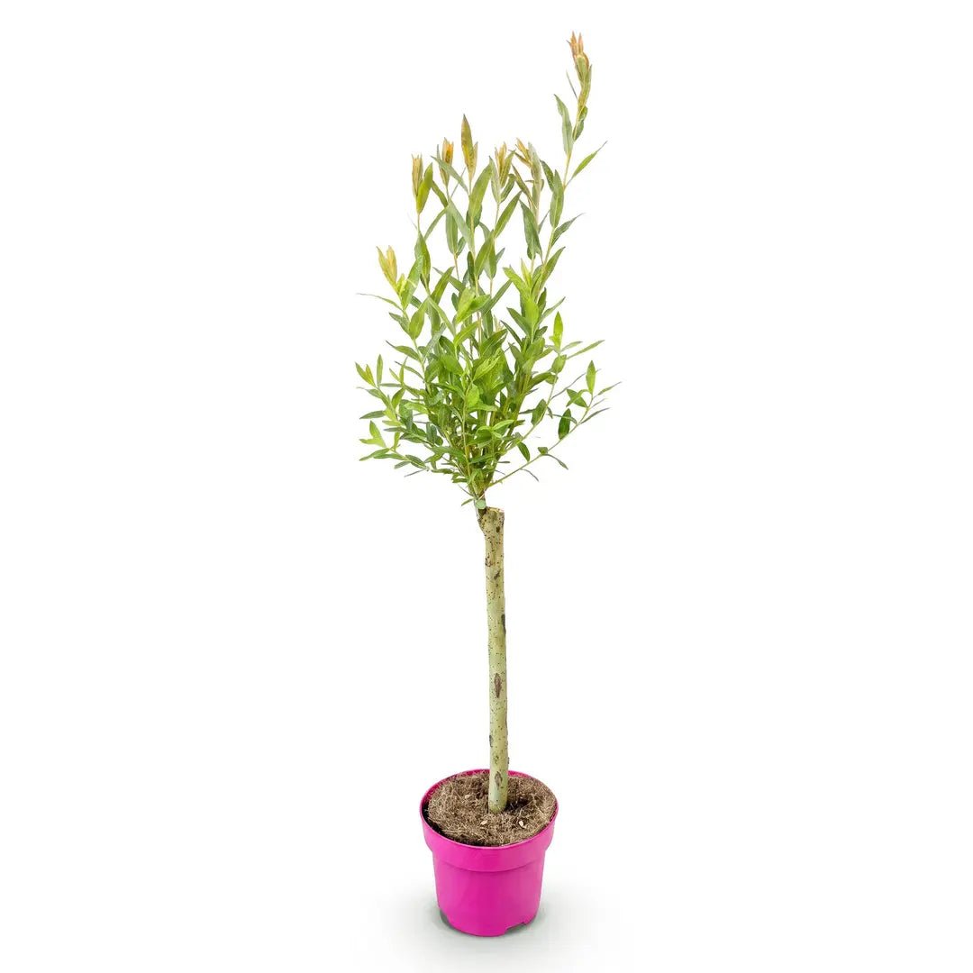 Salix integra &