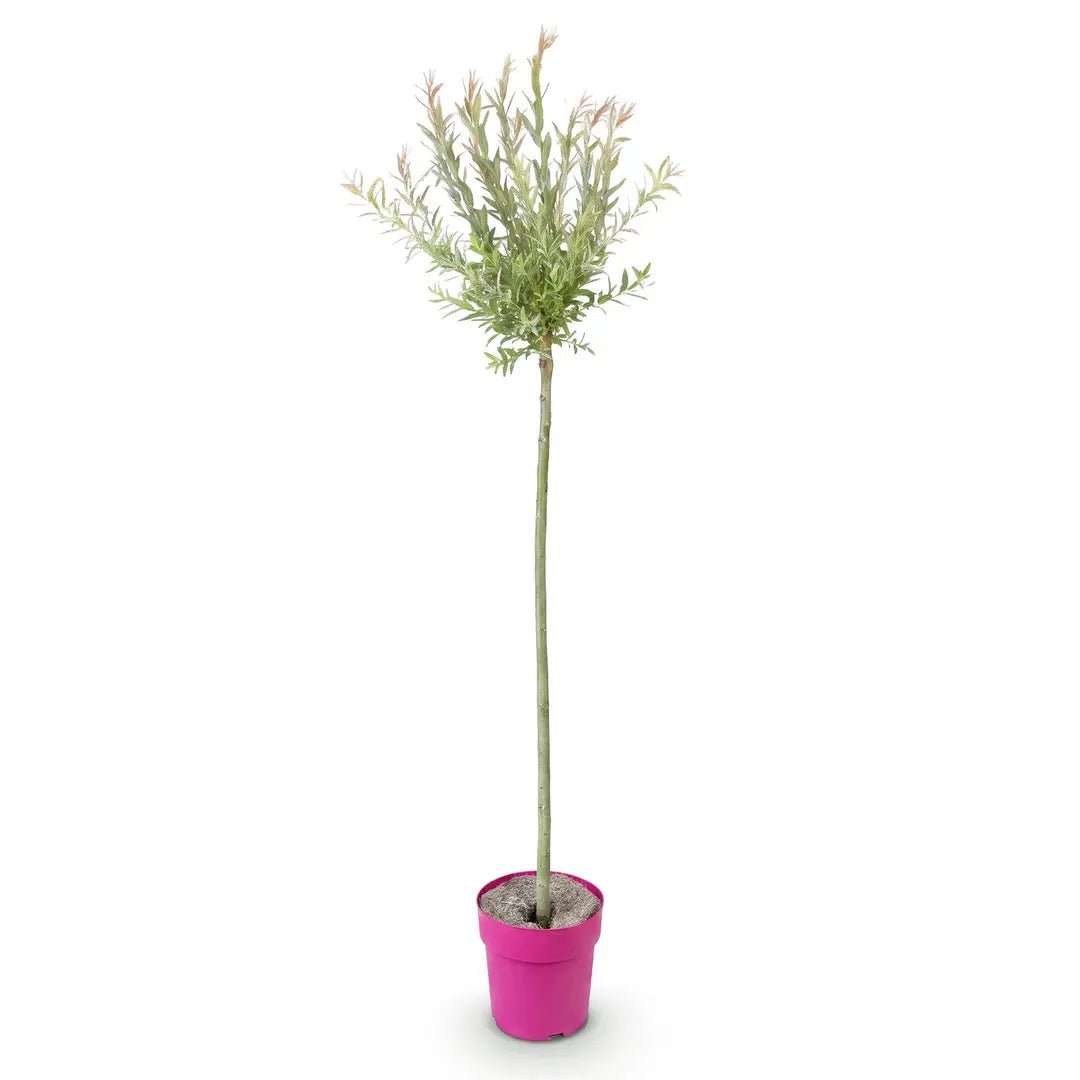 Salix integra &