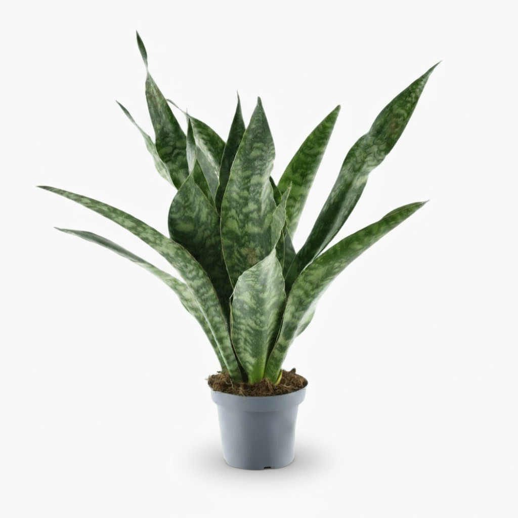 Sansevieria Aubrytniana ‘Dragon’ – Langue de dragon – Ø14cm – ↕55cm - Verdeia