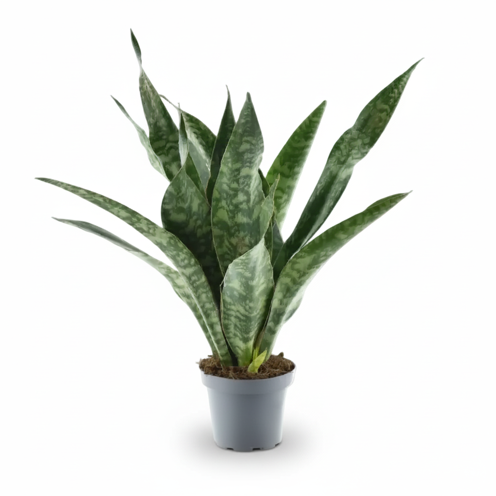Sansevieria Aubrytniana &