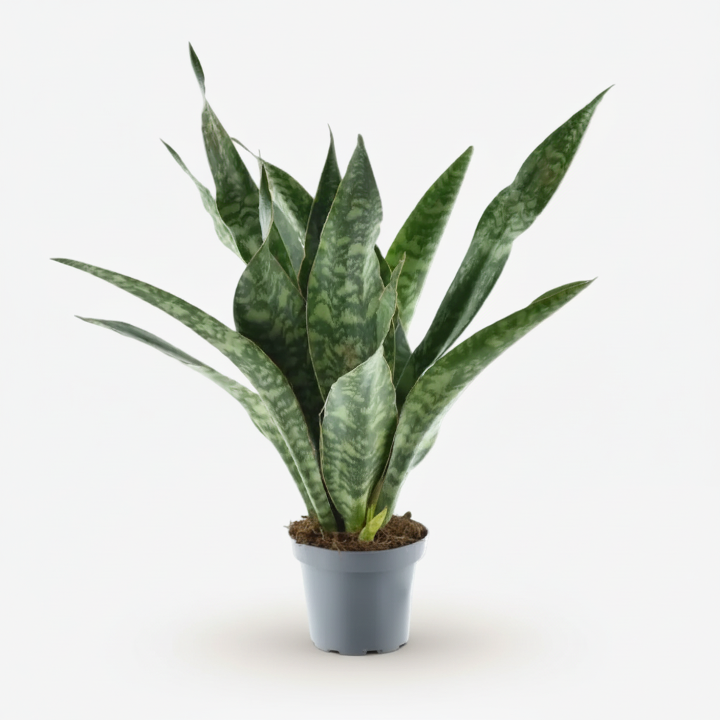 Sansevieria Aubrytniana &