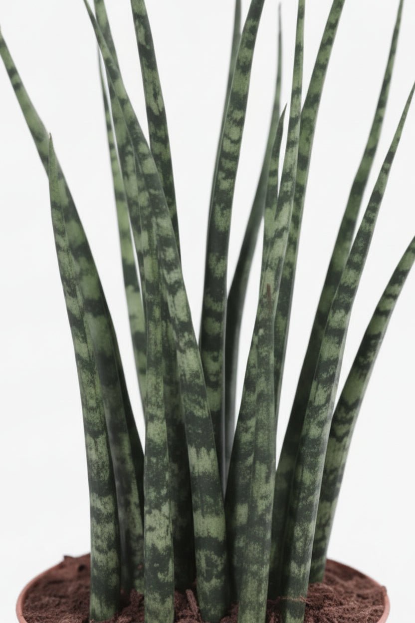 Sansevieria Fernwood Mikado — Língua-da-sogra - Verdeia - 2