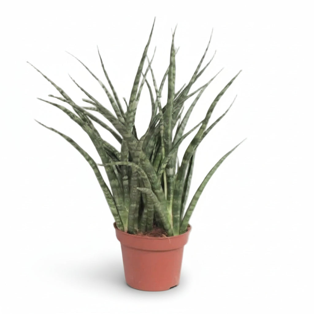 Sansevieria Fernwood Punk — Mother-in-law&
