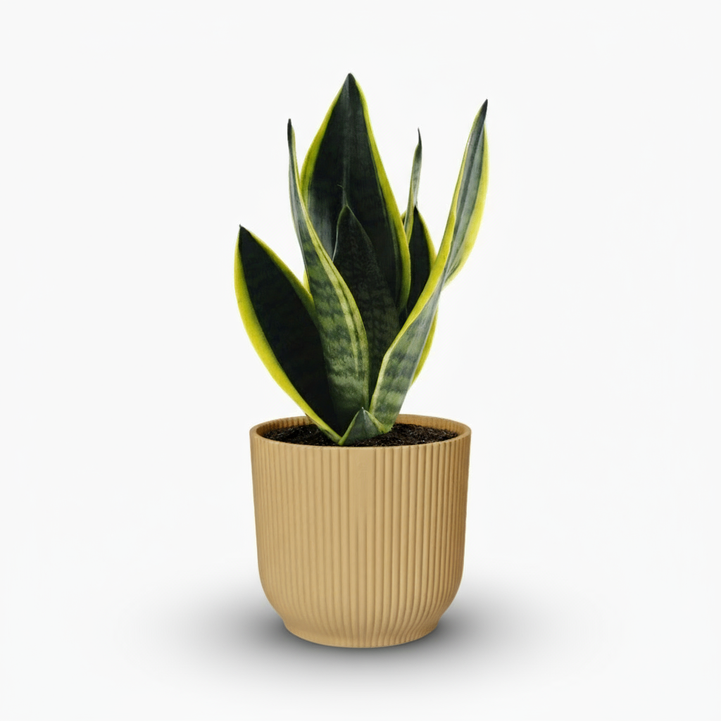 Sansevieria Futura Superba – Langue de belle - mère panachée compacte - Verdeia
