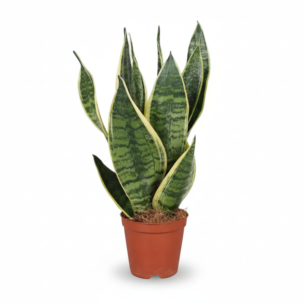 Sansevieria Futura Superba — Lengua de suegra - Verdeia - 1