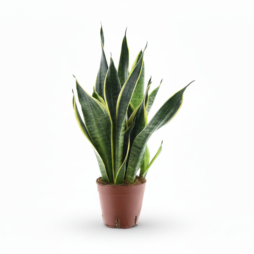 Sansevieria Futura Superba — Llengua de sogra - Verdeia - 6