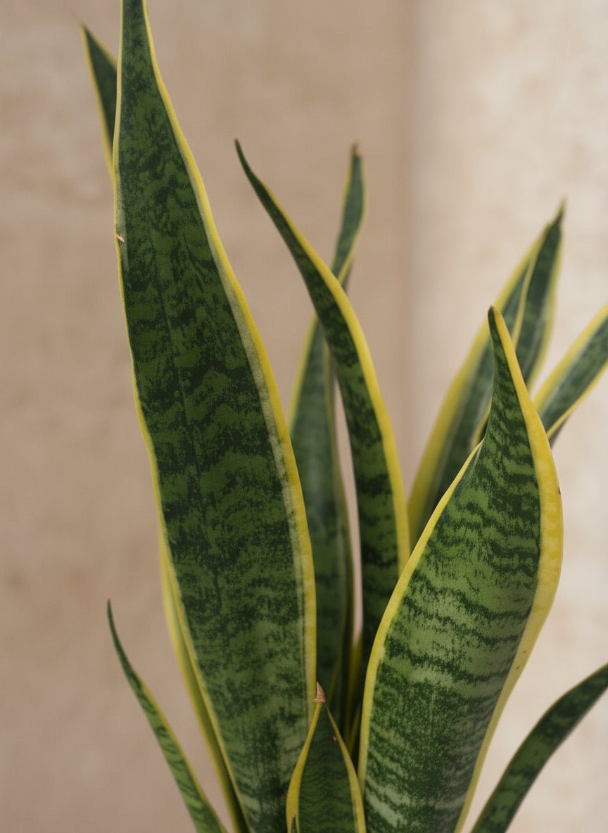 Sansevieria Laurentii – Lengua de suegra - Verdeia - 2