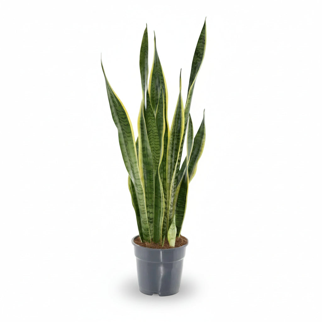 Sansevieria Laurentii – Lengua de suegra - Verdeia - 1