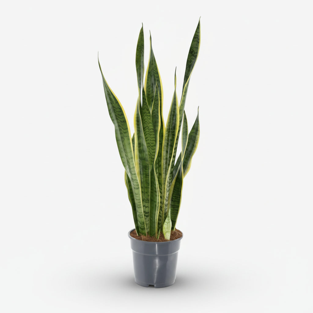 Sansevieria Laurentii – Lengua de suegra - Verdeia - 1