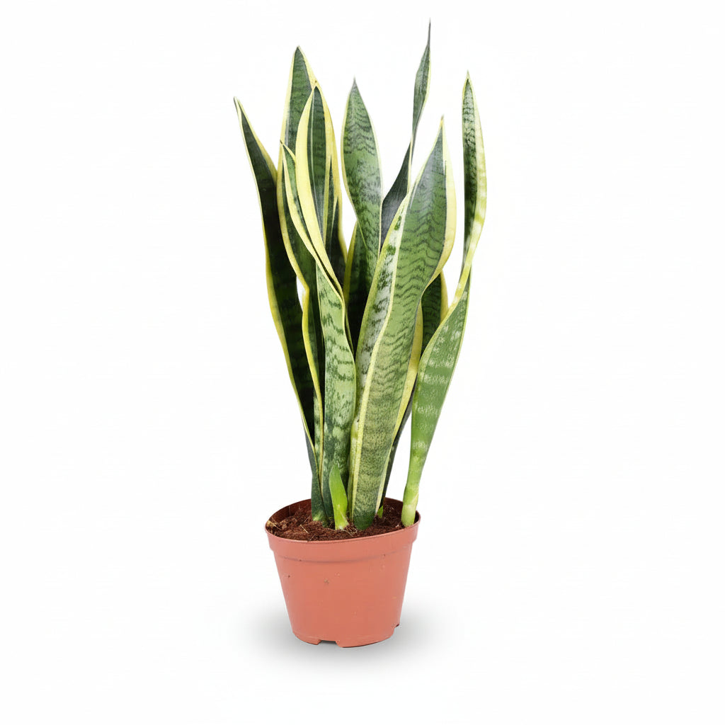 Sansevieria Laurentii – Lengua de suegra - Verdeia - 5