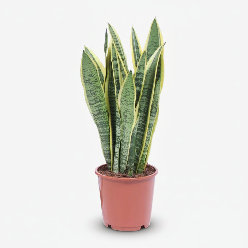 Sansevieria Laurentii – Lengua de suegra - Verdeia - 4