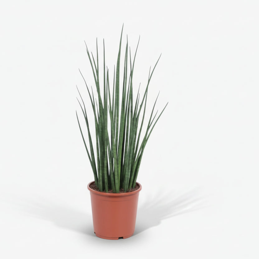 Sansevieria Mikado — Mother-in-law&