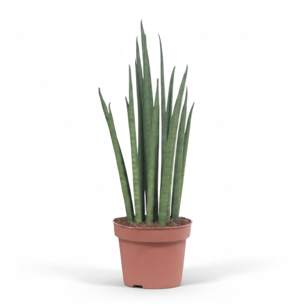 Sansevieria Mikado — Mother-in-law&