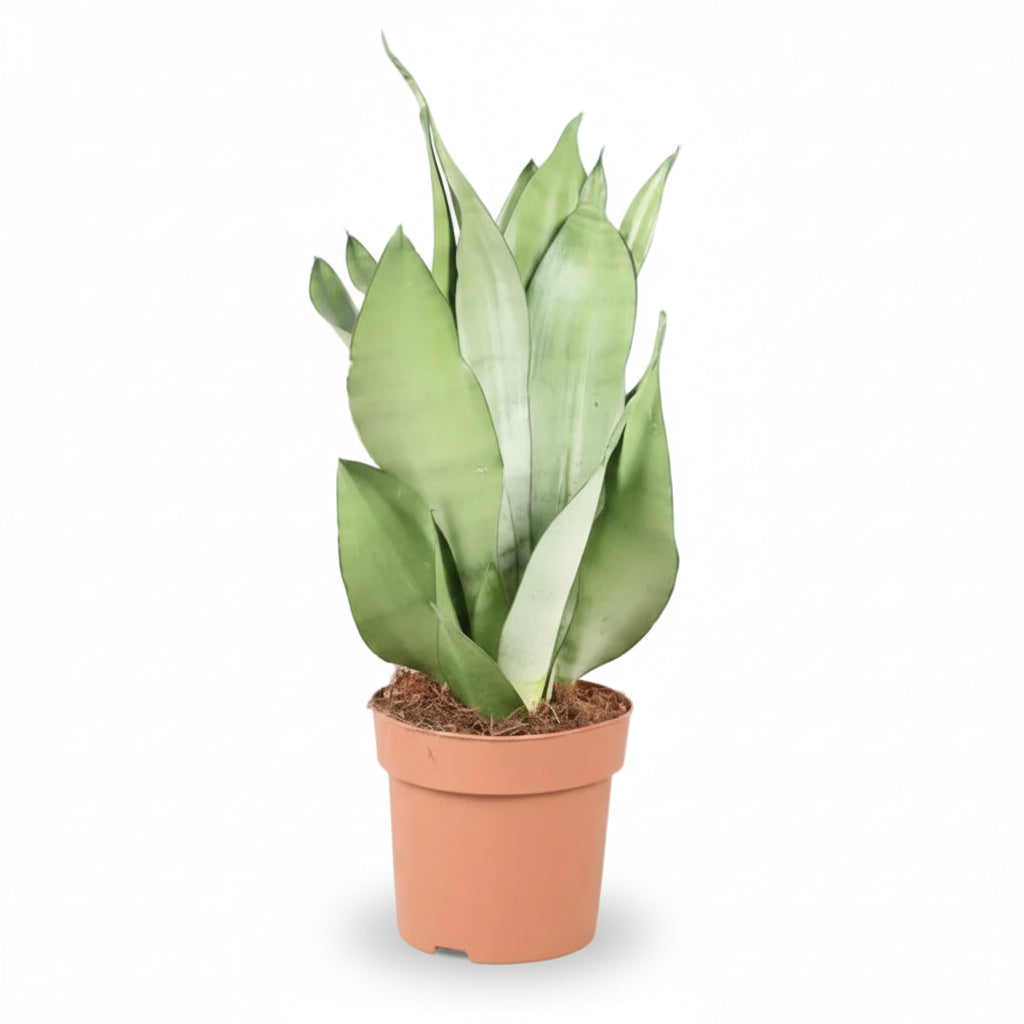 Sansevieria &