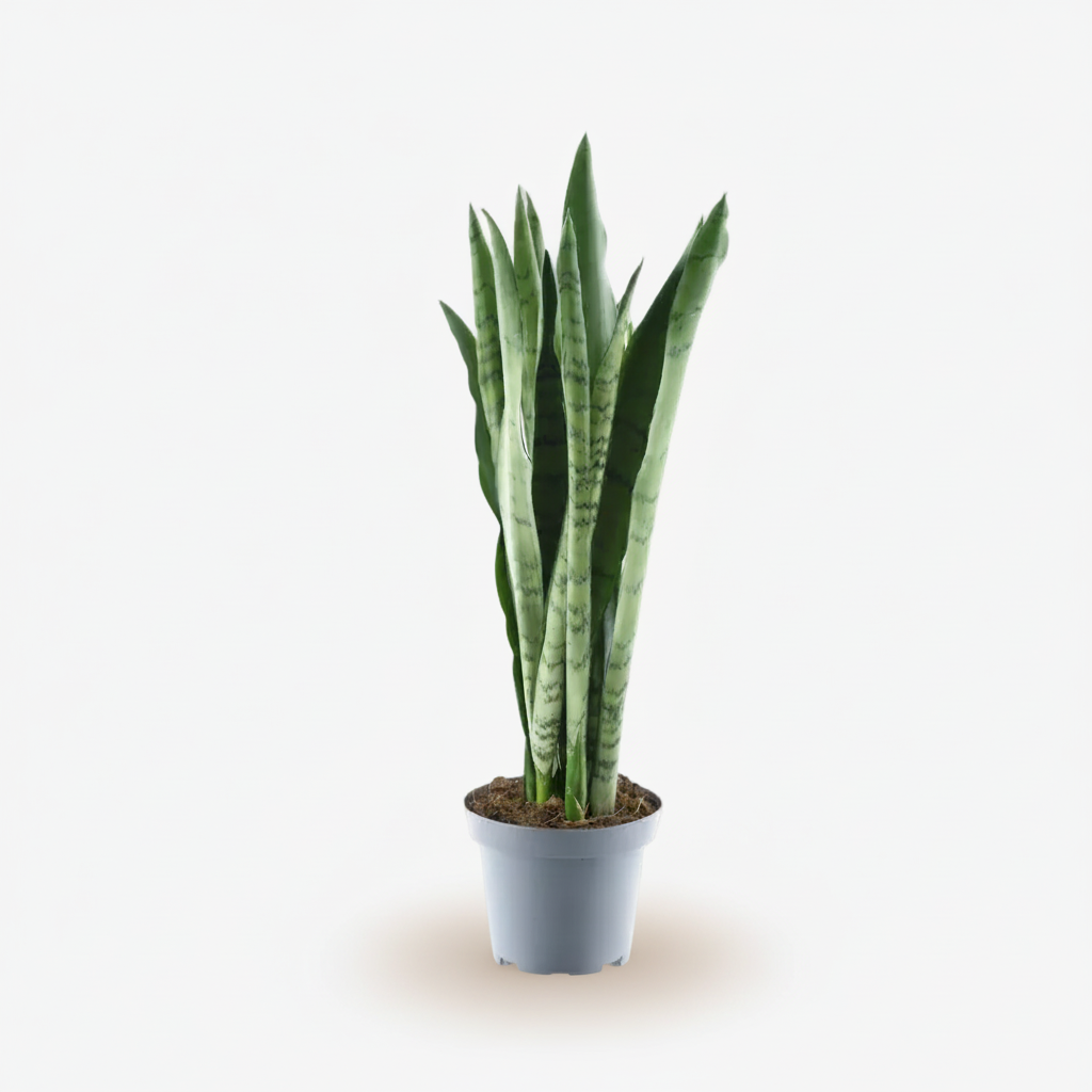 Sansevieria Spearmint — Llengua de sogra panellada — Ø14 cm — A55 cm - Verdeia - 1