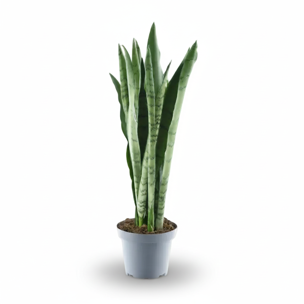 Sansevieria Spearmint — Langue de belle - mère panachée — Ø14 cm — H55 cm - Verdeia - 1