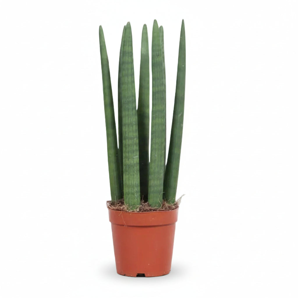 Sansevieria recta — Lengua de suegra — Ø12 cm — H40 cm - Verdeia - 1