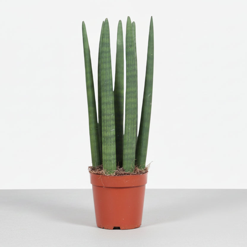 Sansevieria recta — Lengua de suegra — Ø12 cm — H40 cm - Verdeia - 1
