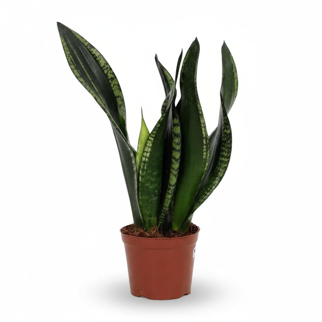 Sansevieria Whitney — Ø12 cm — H27 cm - Verdeia