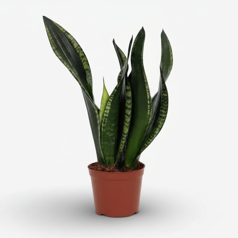 Sansevieria &