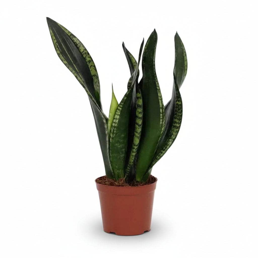 Sansevieria &