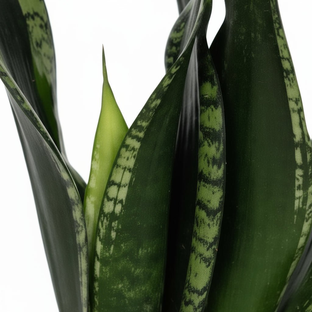 Sansevieria &