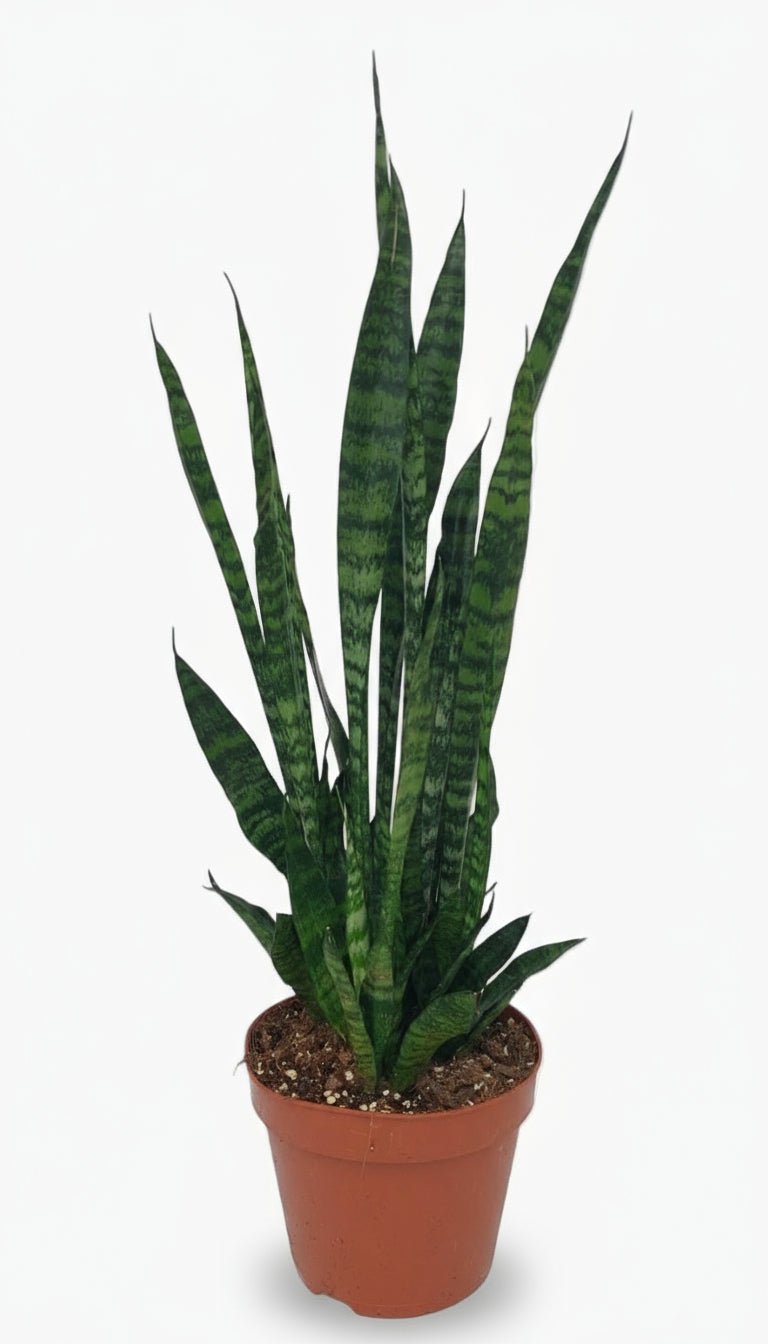 Sansevieria zeylanica — Langue de belle - mère - Verdeia