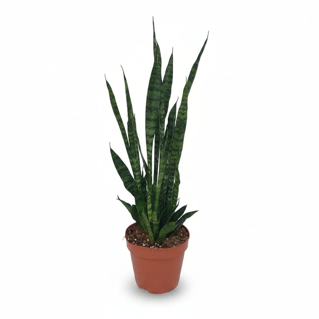 Sansevieria Zeylanica — Tchýnin jazyk - Verdeia - 4
